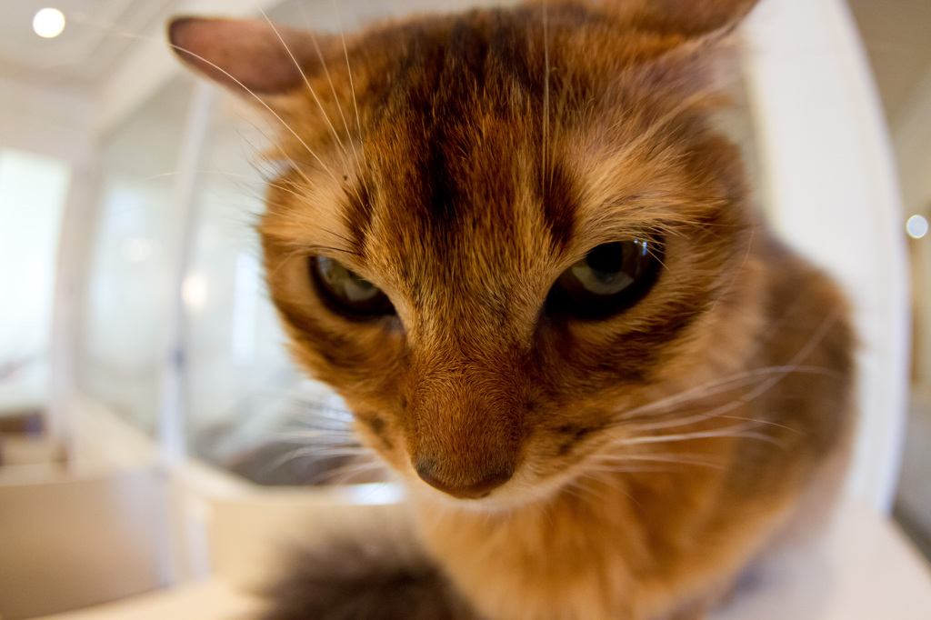 stare a cat