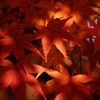 明暗：紅色