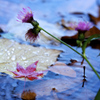水辺に