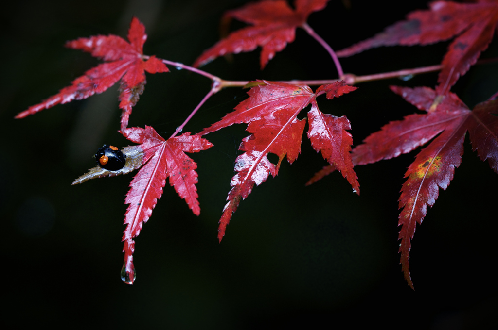 紅葉