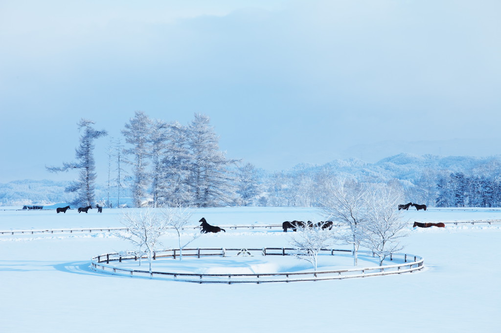 日本一雪景色の似合う牧場