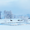 日本一雪景色の似合う牧場