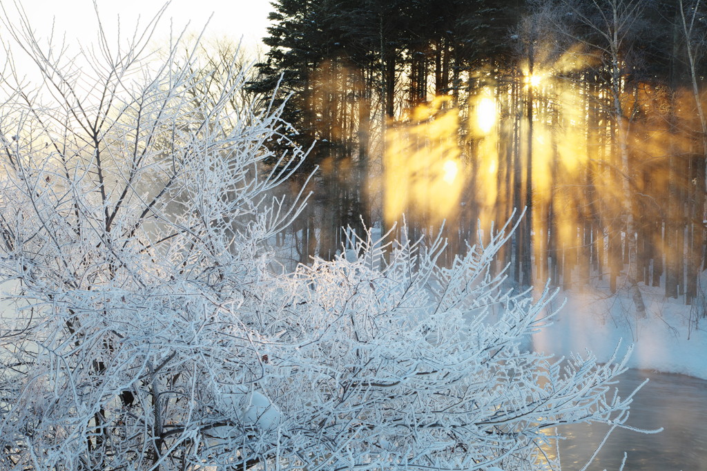 毛嵐からの贈りもの　−19℃の朝