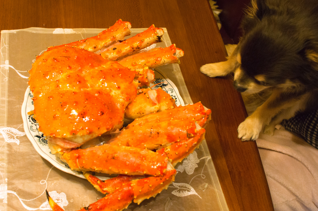 dog Vs crab