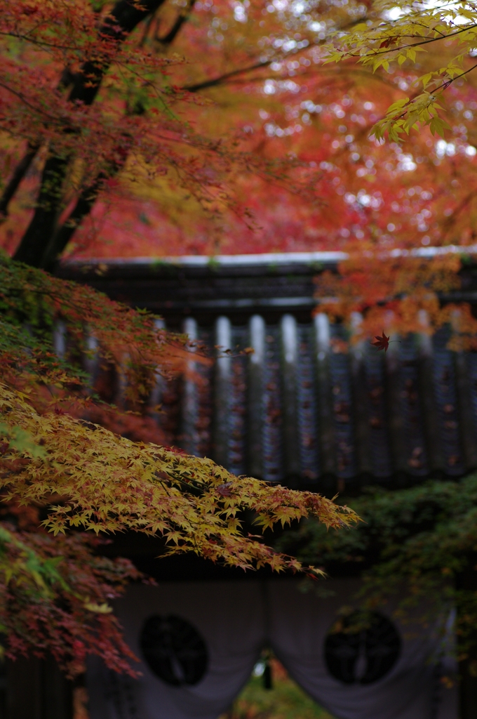 光明寺薬医門にかかるもみじ