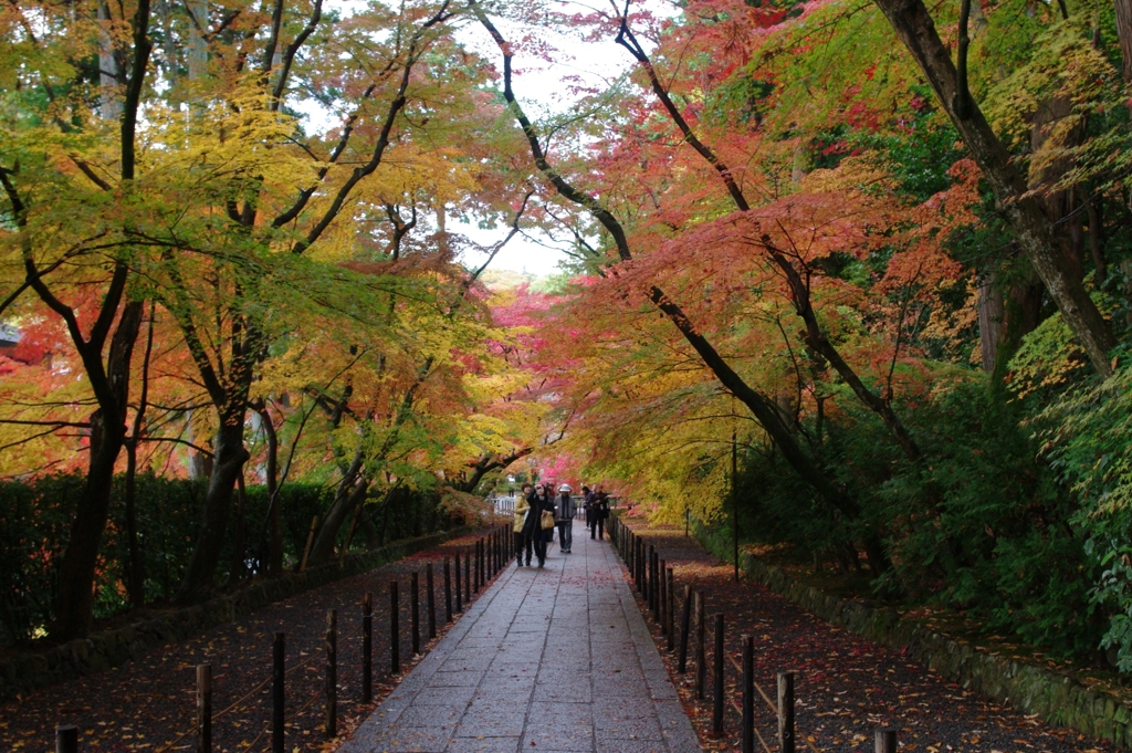 紅葉のトンネル