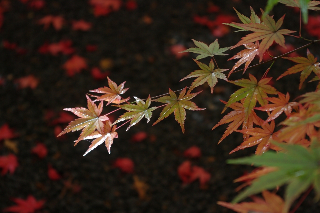 散る紅葉