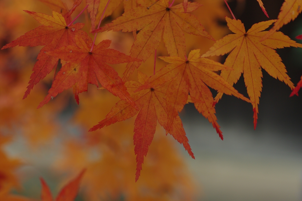 黄色紅葉