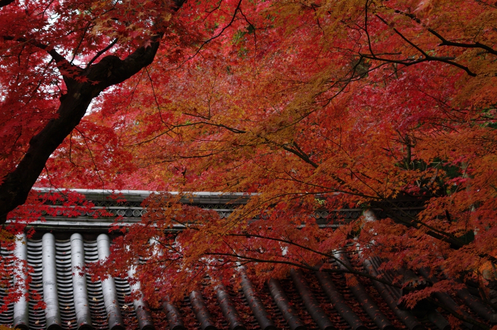 紅葉の屋根