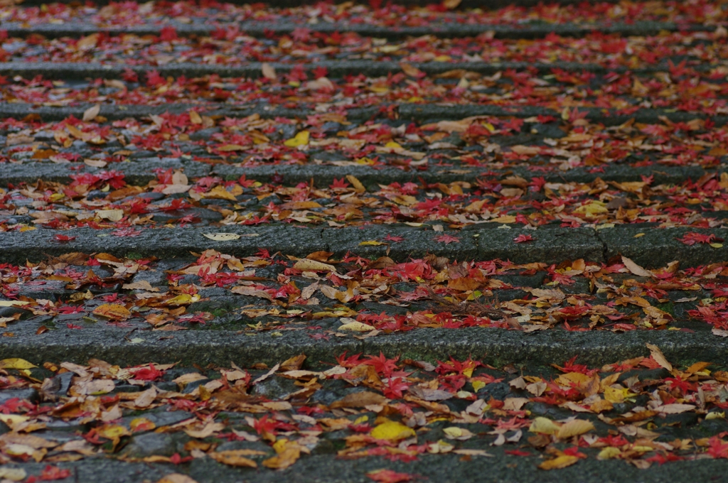 紅葉の階段