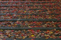 紅葉の階段