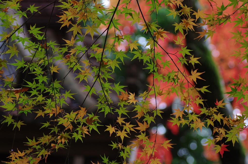 花火のごとく