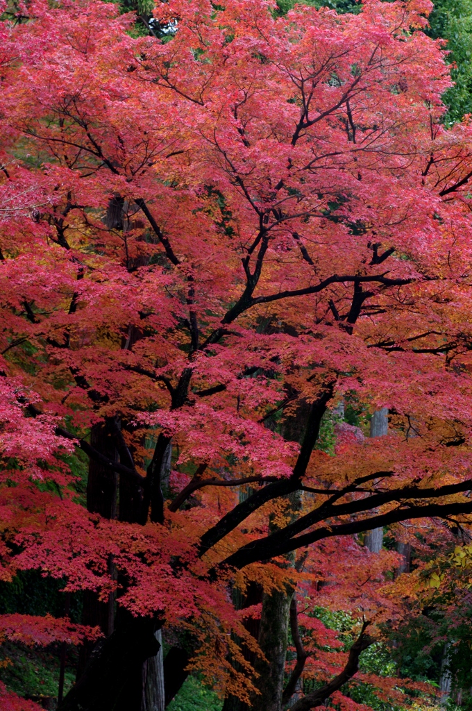 光明寺参道の紅葉