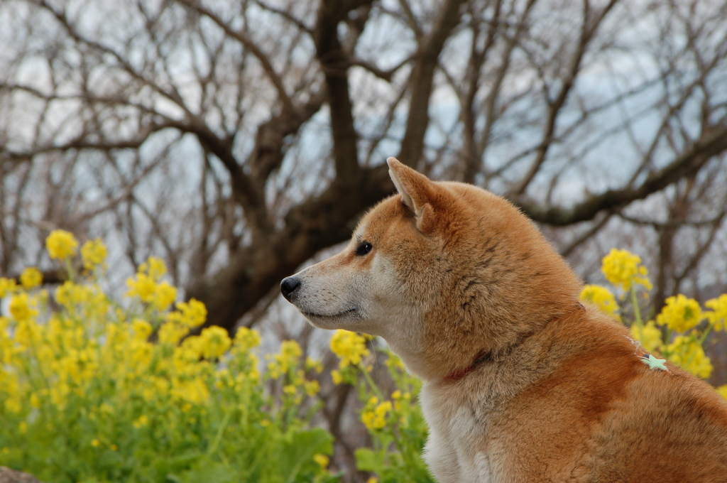 犬の横顔