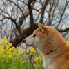 犬の横顔