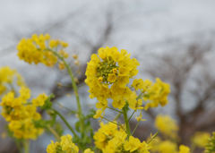 菜の花