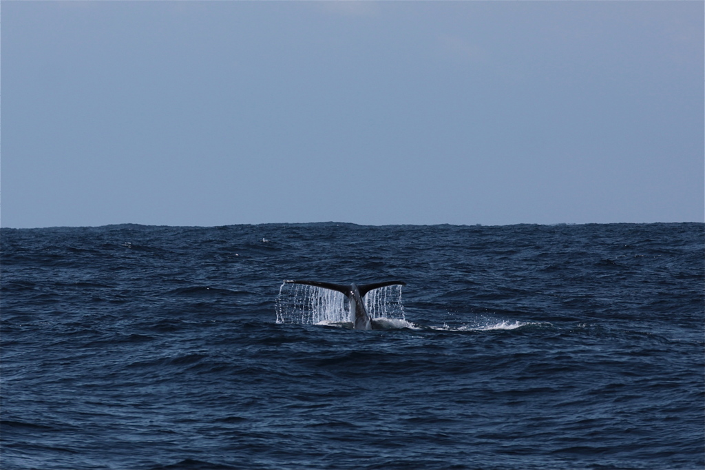 小笠原にて　クジラ