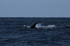 小笠原にて　クジラ