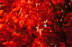 秋色紅葉