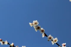 湯島天神＿梅