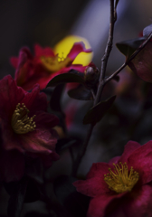 月光花