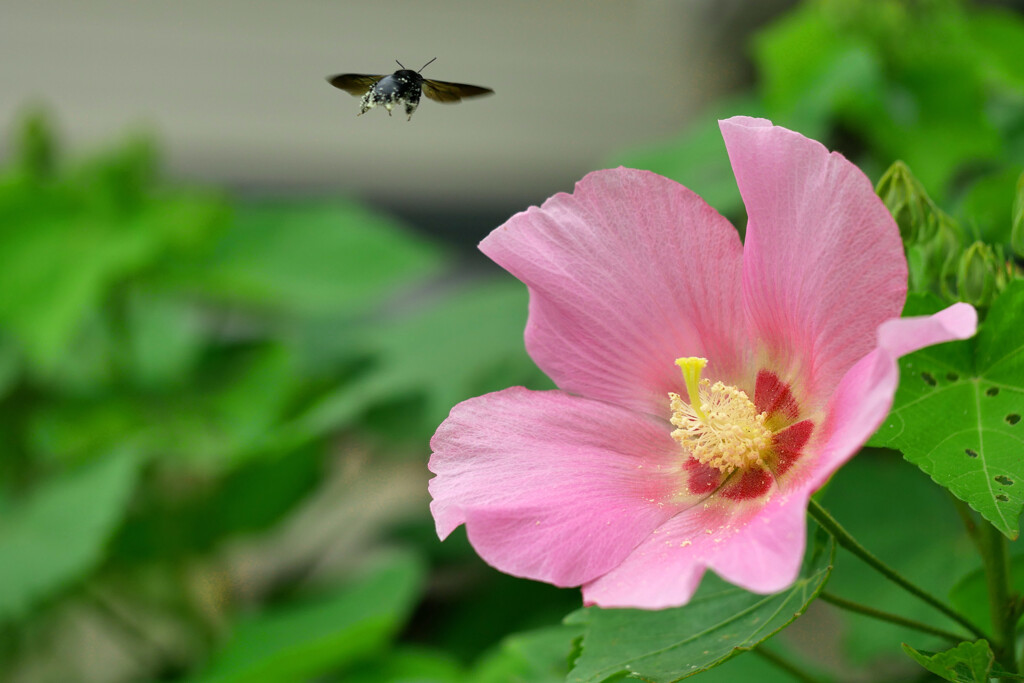 芙蓉と昆虫 by やすたけ爺 （ID：13586075） - 写真共有サイト:PHOTOHITO