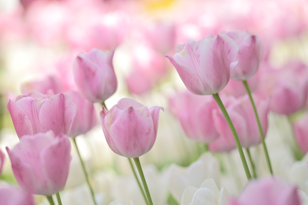 baby pink by pyoco （ID：13492756） - 写真共有サイト:PHOTOHITO