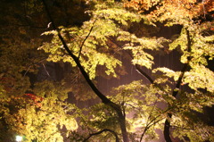 雨の紅葉