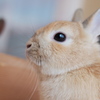 キリリッ
