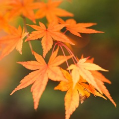 黄色紅葉もまた一興