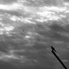 Cloud＆Crow