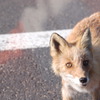きつね