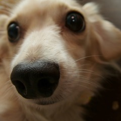 ZUIKO DIGITAL ED 8mm F3.5 Fisheye　リボン