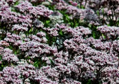 SIGMA 70-200mm F2.8ⅡEX DG MACRO HSM！（試し撮