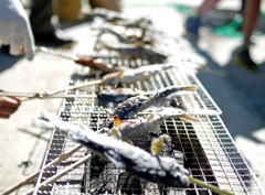 収穫祭IN津野！！6