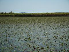 きらら浜自然観察公園4