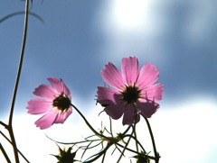 SIGMA 70-200mm F2.8ⅡEX DG MACRO HSM！（試し撮