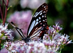 SIGMA 70-200mm F2.8ⅡEX DG MACRO HSM！（試し撮