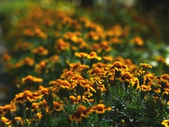 SIGMA 70-200mm F2.8ⅡEX DG MACRO HSM！（試し撮