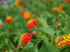 花　その二　in 　スペースワールド！