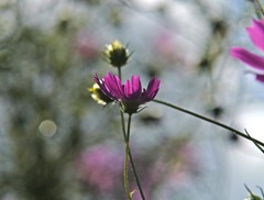 SIGMA 70-200mm F2.8ⅡEX DG MACRO HSM！（試し撮