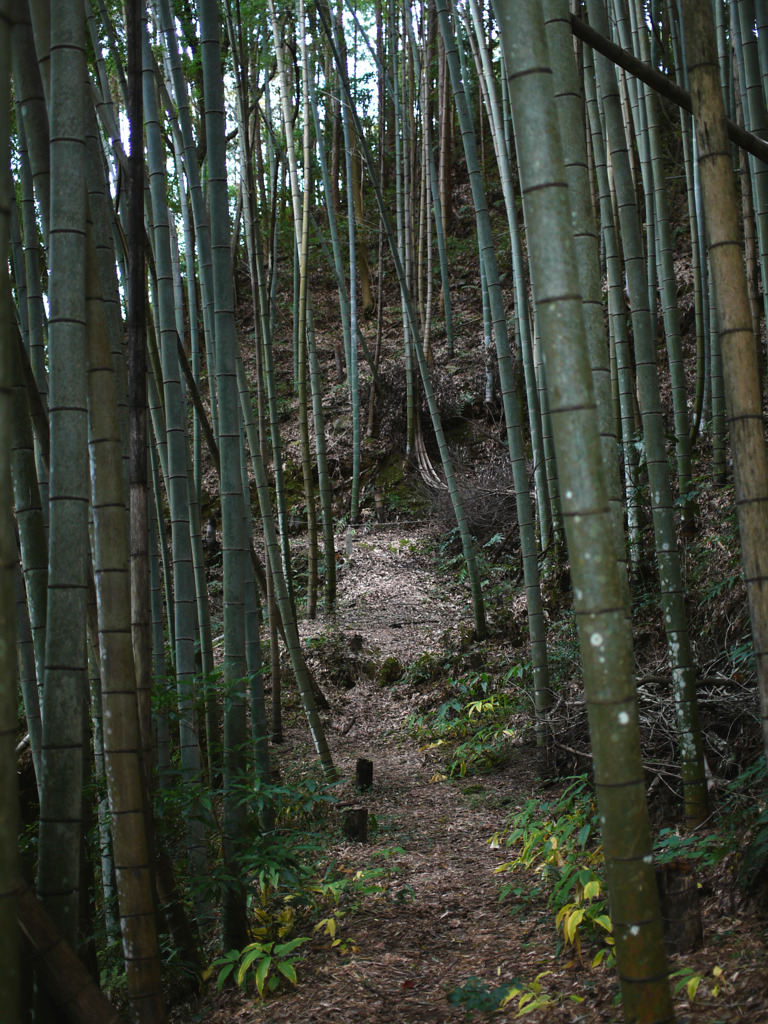 龍造寺11
