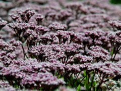 SIGMA 70-200mm F2.8ⅡEX DG MACRO HSM！（試し撮