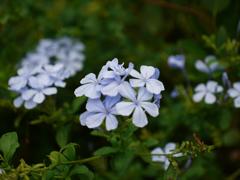 花　その三　in 　スペースワールド！