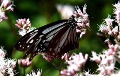 SIGMA 70-200mm F2.8ⅡEX DG MACRO HSM！（試し撮