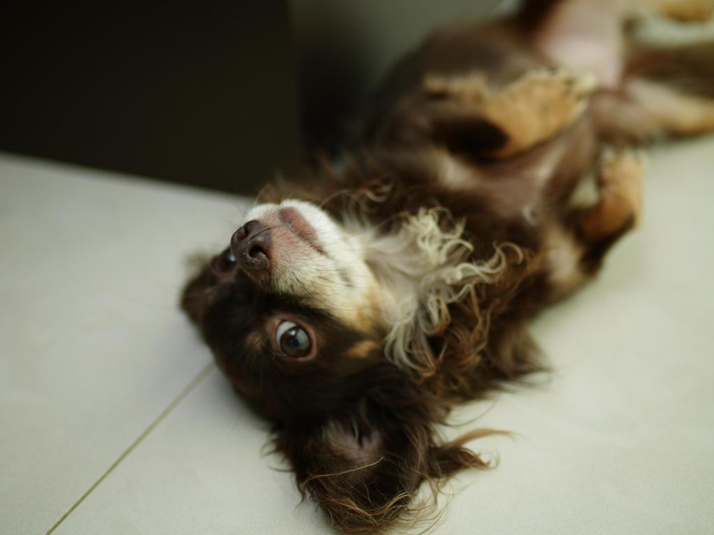 犬のチョコ