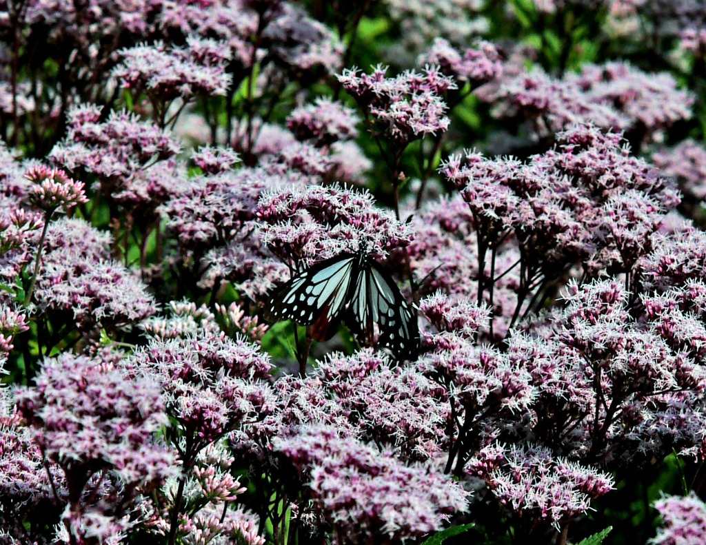 SIGMA 70-200mm F2.8ⅡEX DG MACRO HSM！（試し撮