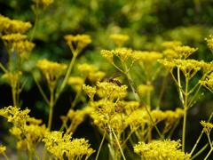 きらら浜自然観察公園2