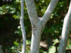 きらら浜自然観察公園5