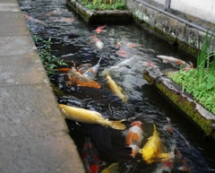 SLやまぐち津和野探索街並編7